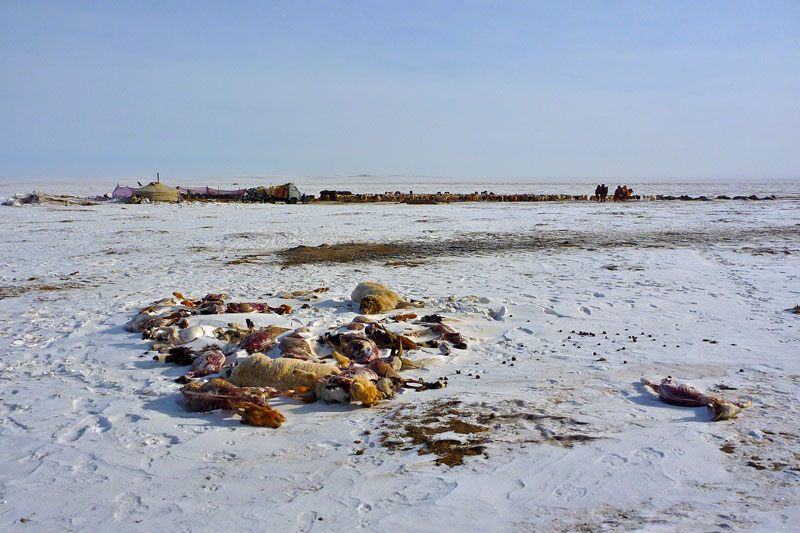 Mongolie